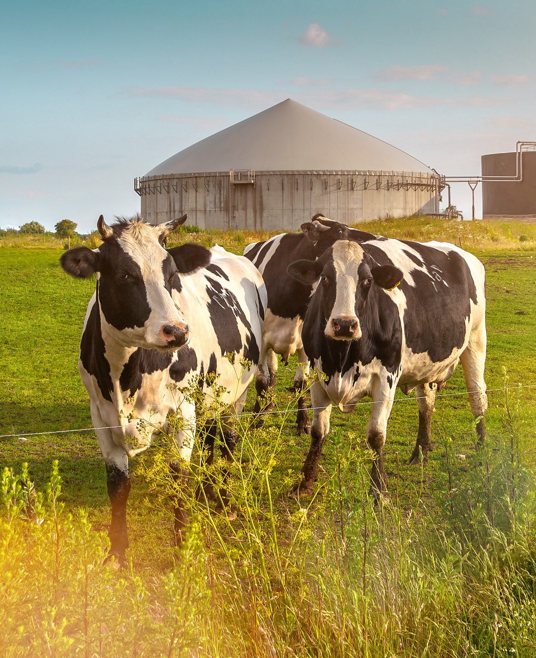 Kühe auf der Wiese mit Biogasanlage